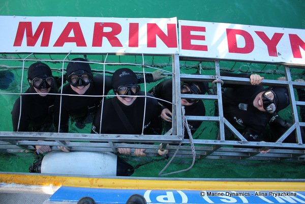 shark cage diving gansbaai south africa